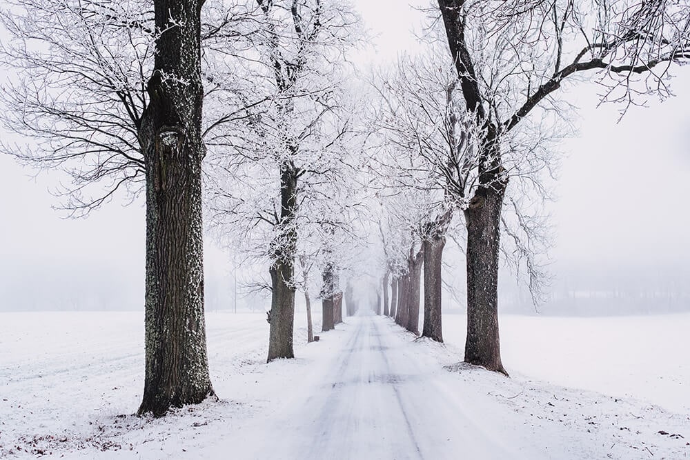 Snow-covered road lined with trees
