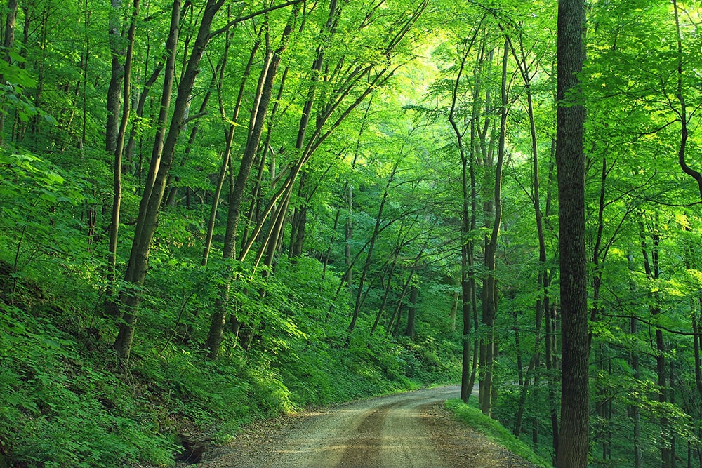 green forest road