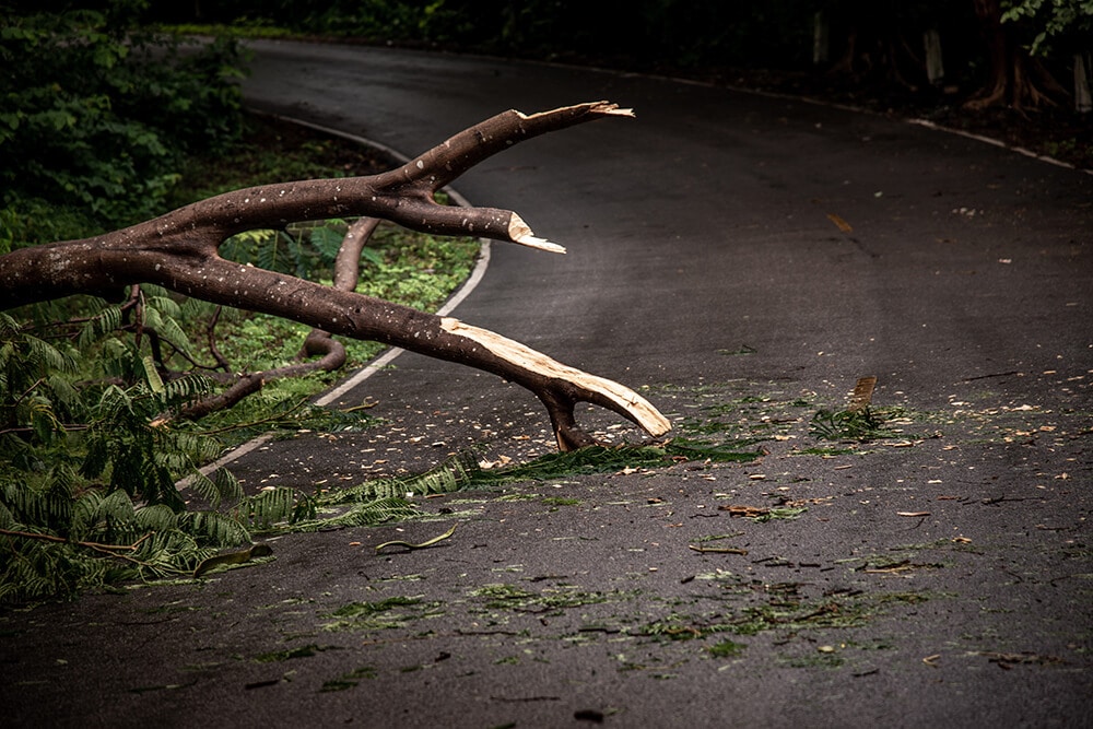 Stick in road