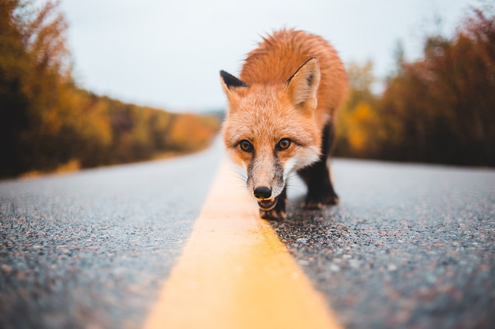 How to Avoid Spring Wildlife Collisions